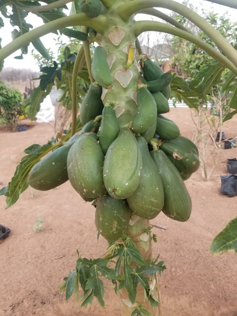 Agricultural Technology