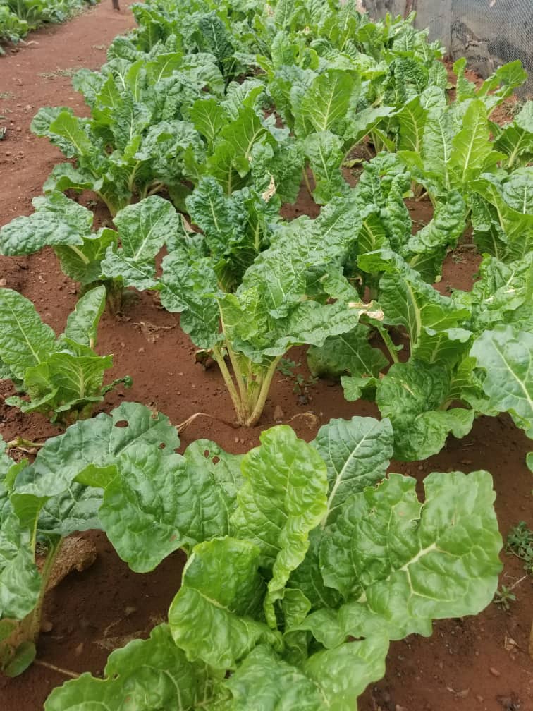 Livestock Production