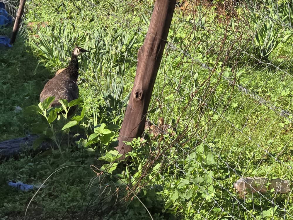 Tshiamo Farms Growth