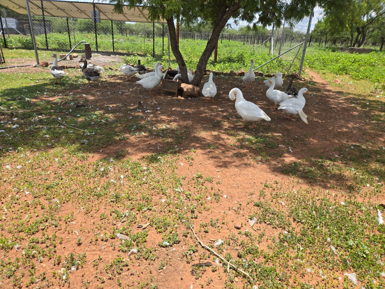 Operational Excellence