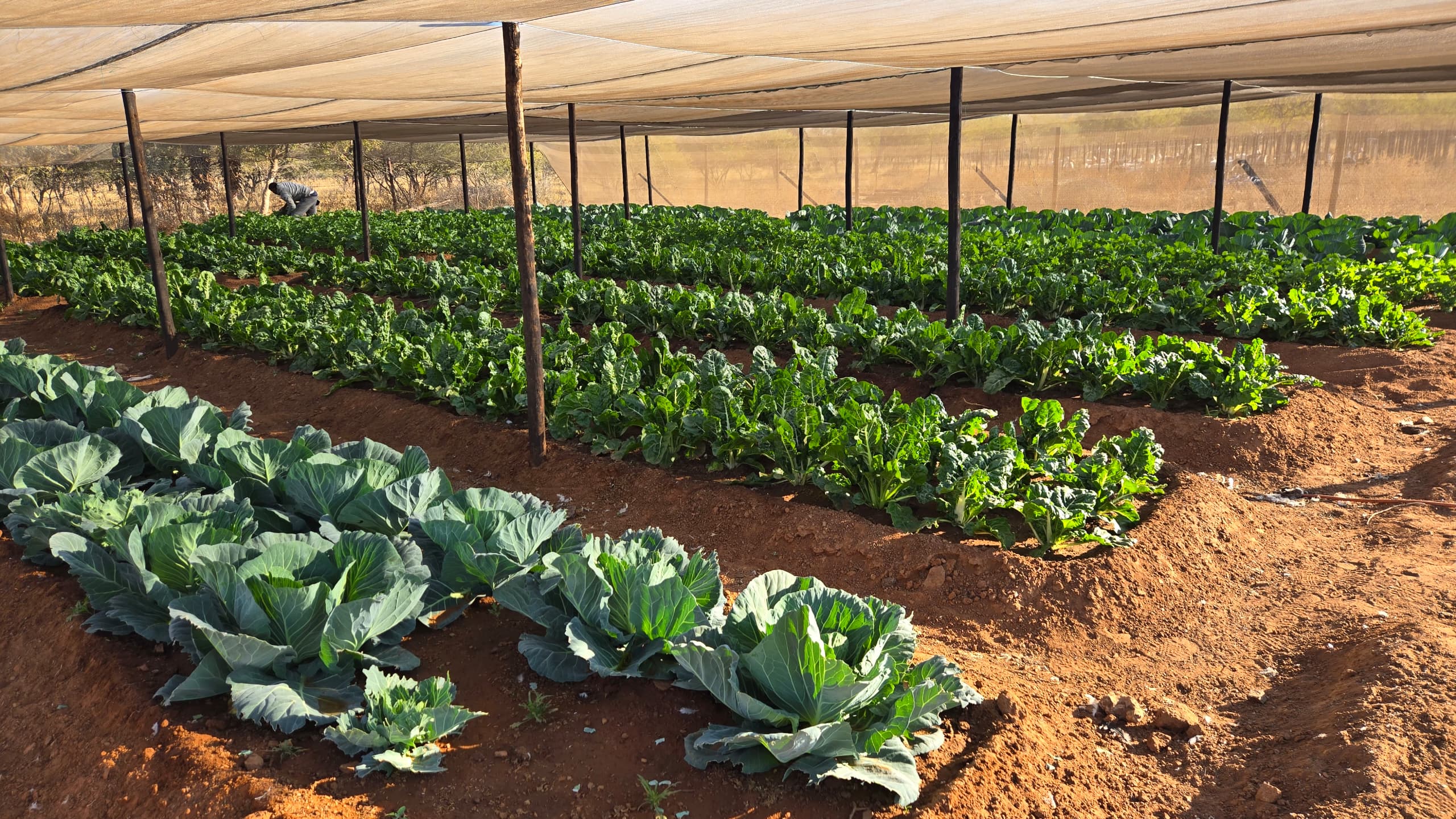 Modern tractor mechanization