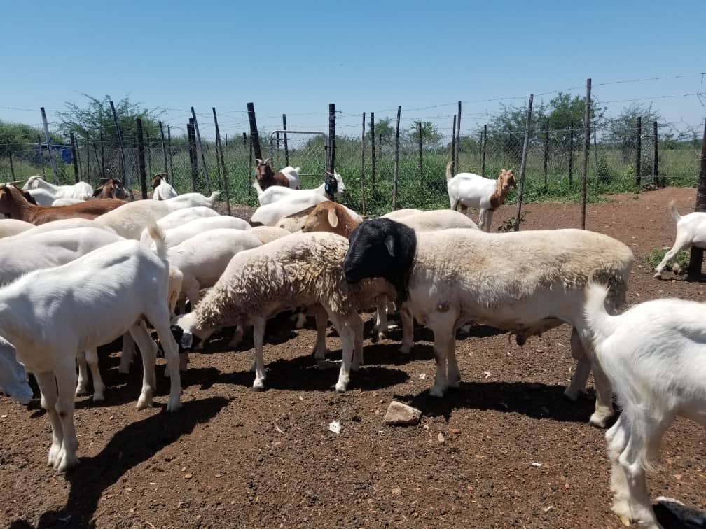 Livestock Management