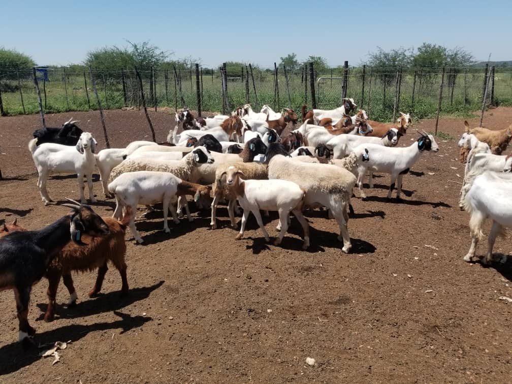 Livestock Farming