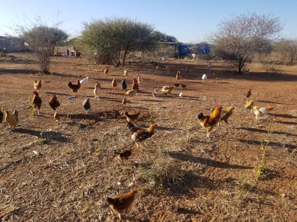 Diversified Livestock & Poultry - Modern Integration