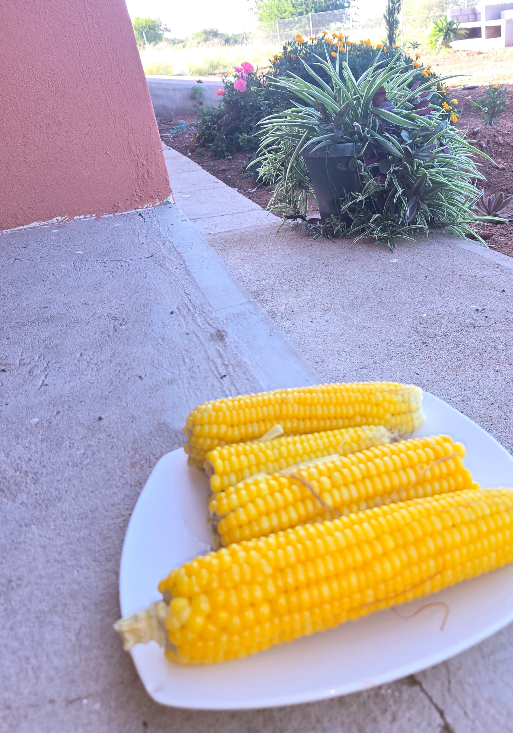 Vibrant crops and harvest