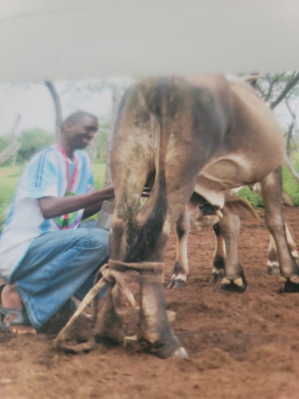 Professional livestock cattle