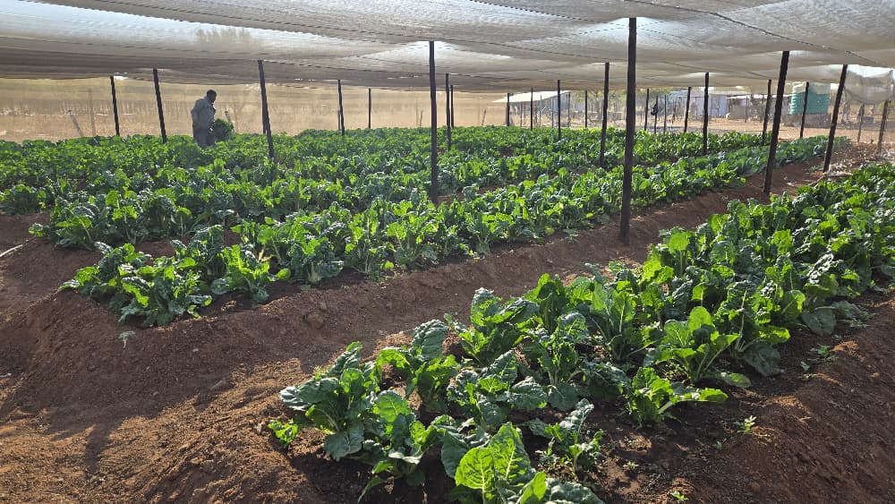 Cattle grazing in Botswana landscape